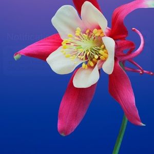 Meet your Posher, Chanelle